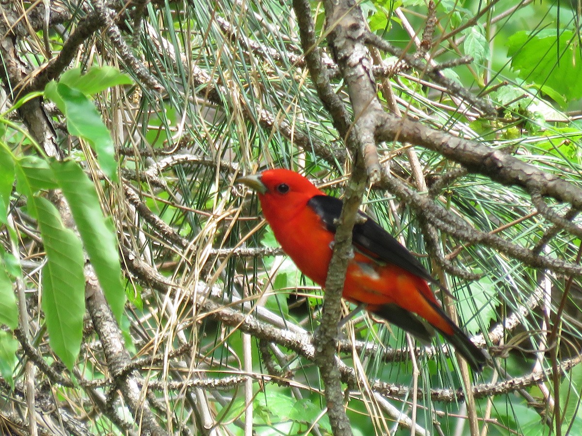 Scarlet Tanager - ML27234481