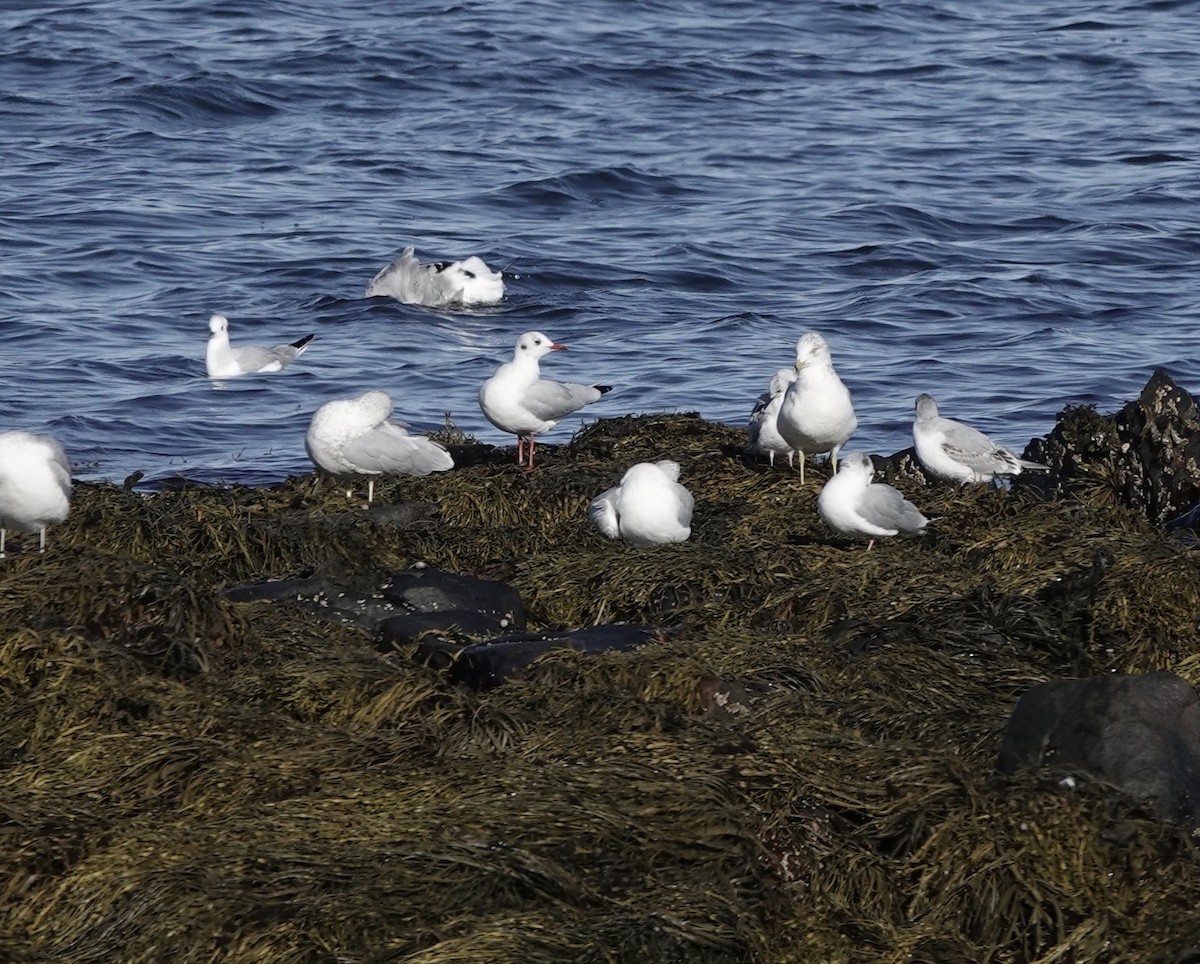 ml272347601-black-headed-gull-macaulay-library