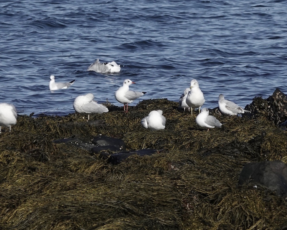 Black-headed Gull - Jeanne-Marie Maher