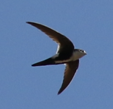 White-throated Swift - ML27235811