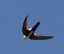 White-throated Swift - ML27235841