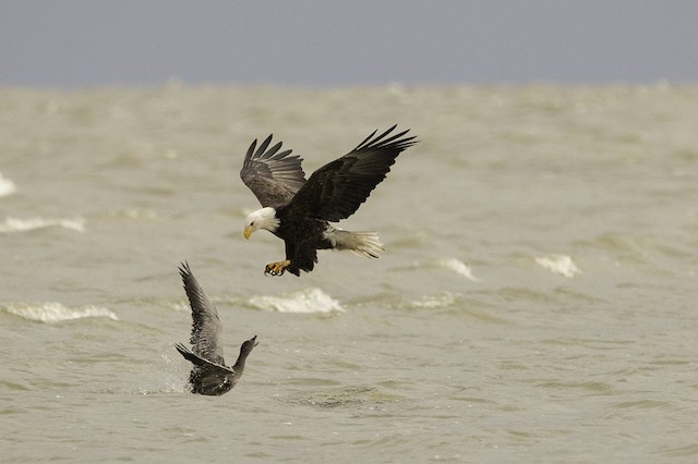 Hunting Northern Pintail. - Bald Eagle - 