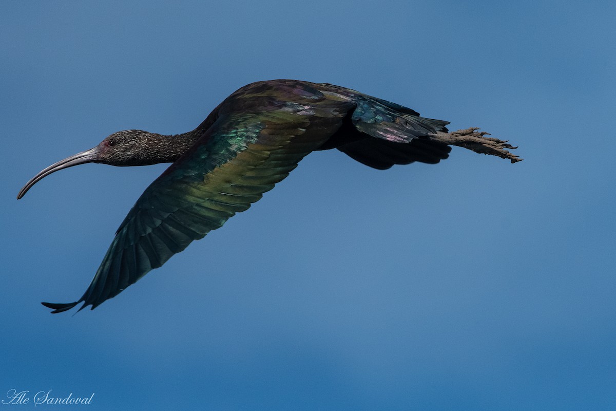 ibis americký - ML272369161