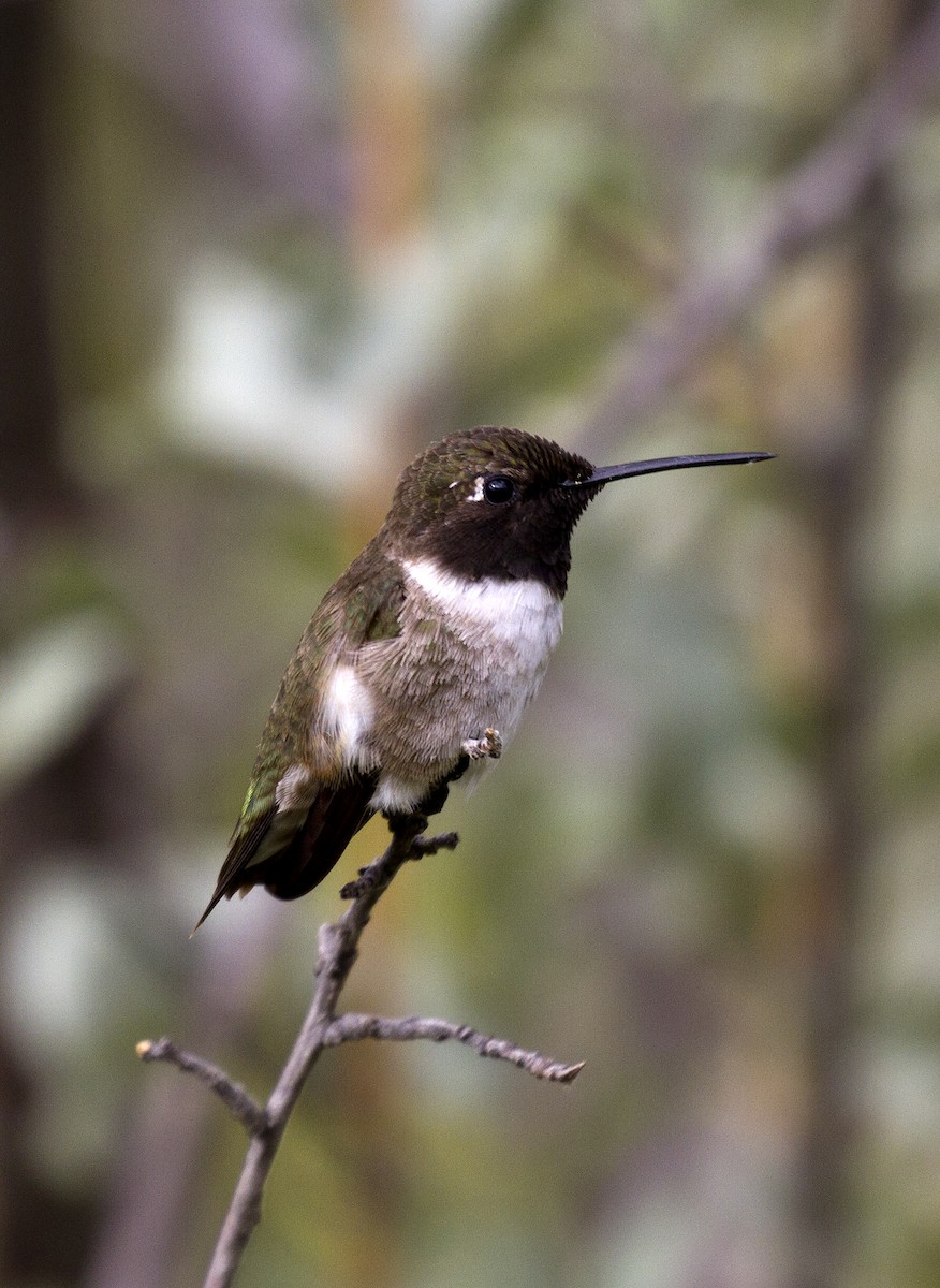 Black-chinned Hummingbird - ML272370841