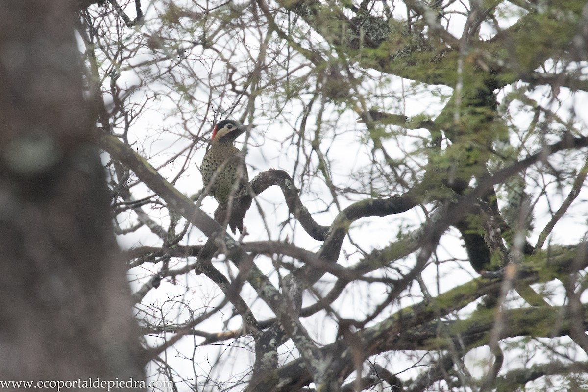 Green-barred Woodpecker - ML272372851