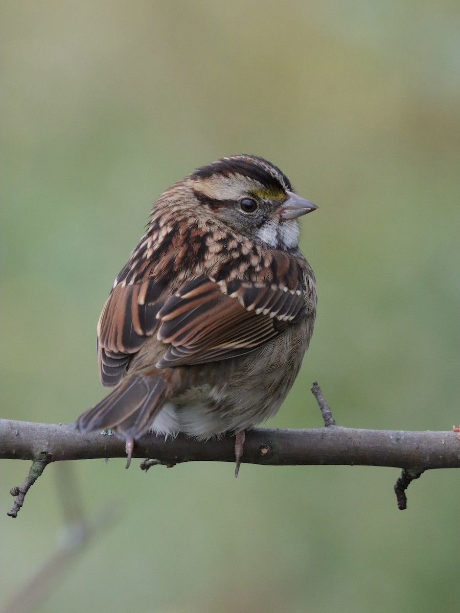 White-throated Sparrow - Ryan Andrew