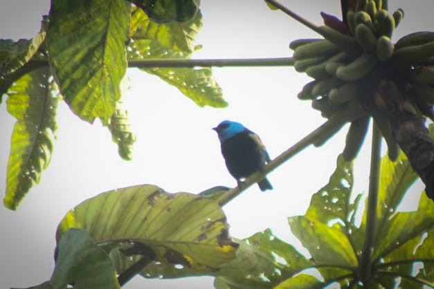 Blue-necked Tanager - ML272376381