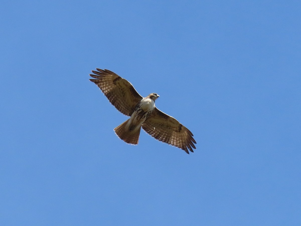 Red-tailed Hawk - Doug Graham