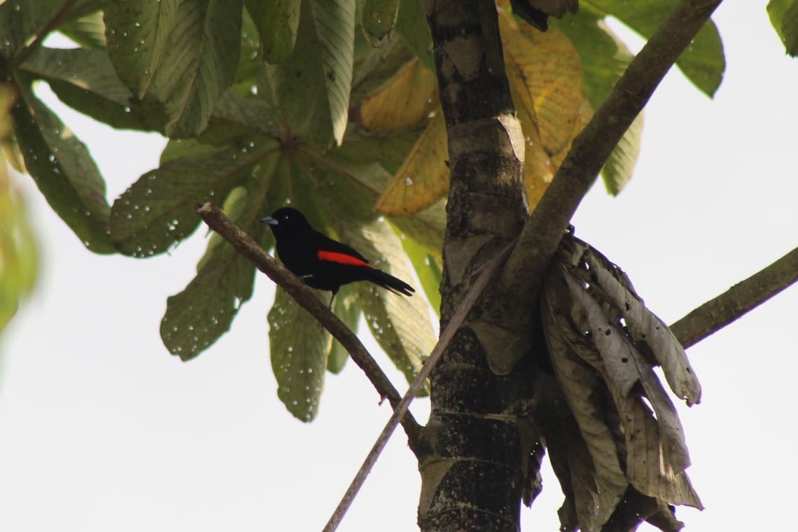 Flame-rumped Tanager - ML272379461