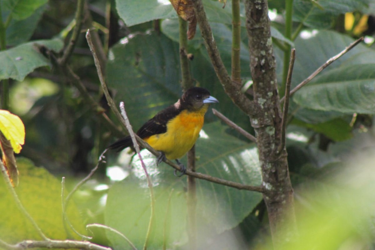 Flame-rumped Tanager - ML272383331