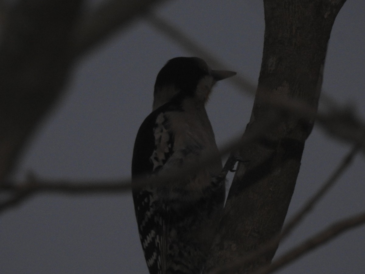 White-fronted Woodpecker - ML272383911