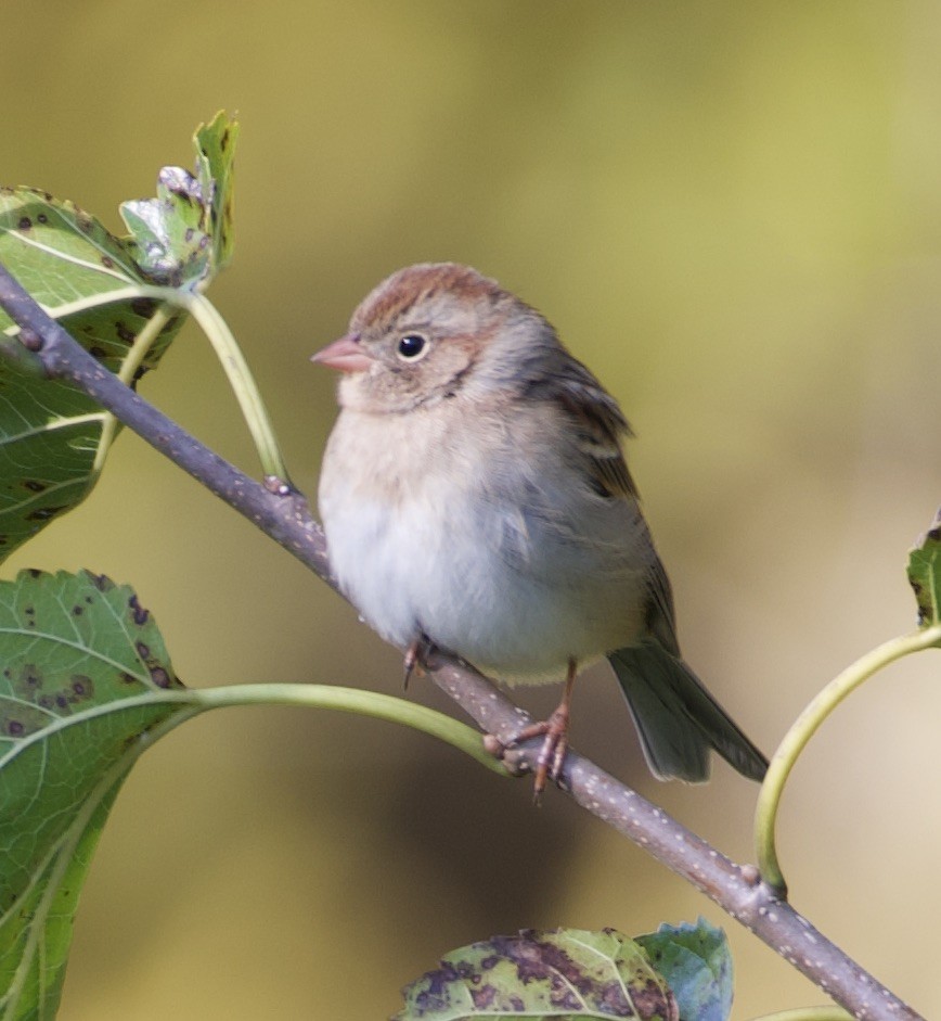 Field Sparrow - ML272384741