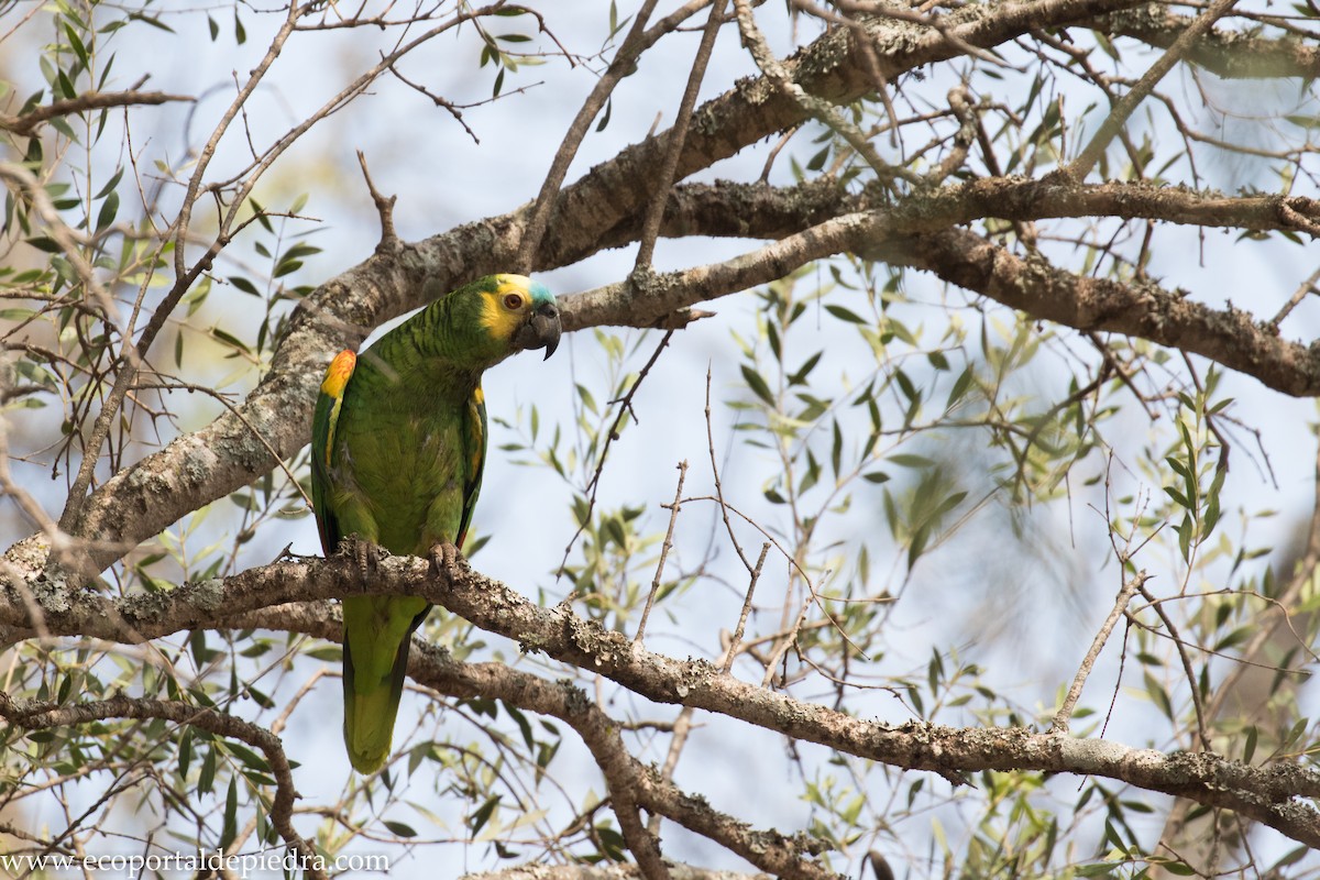 Turquoise-fronted Parrot - ML272387571