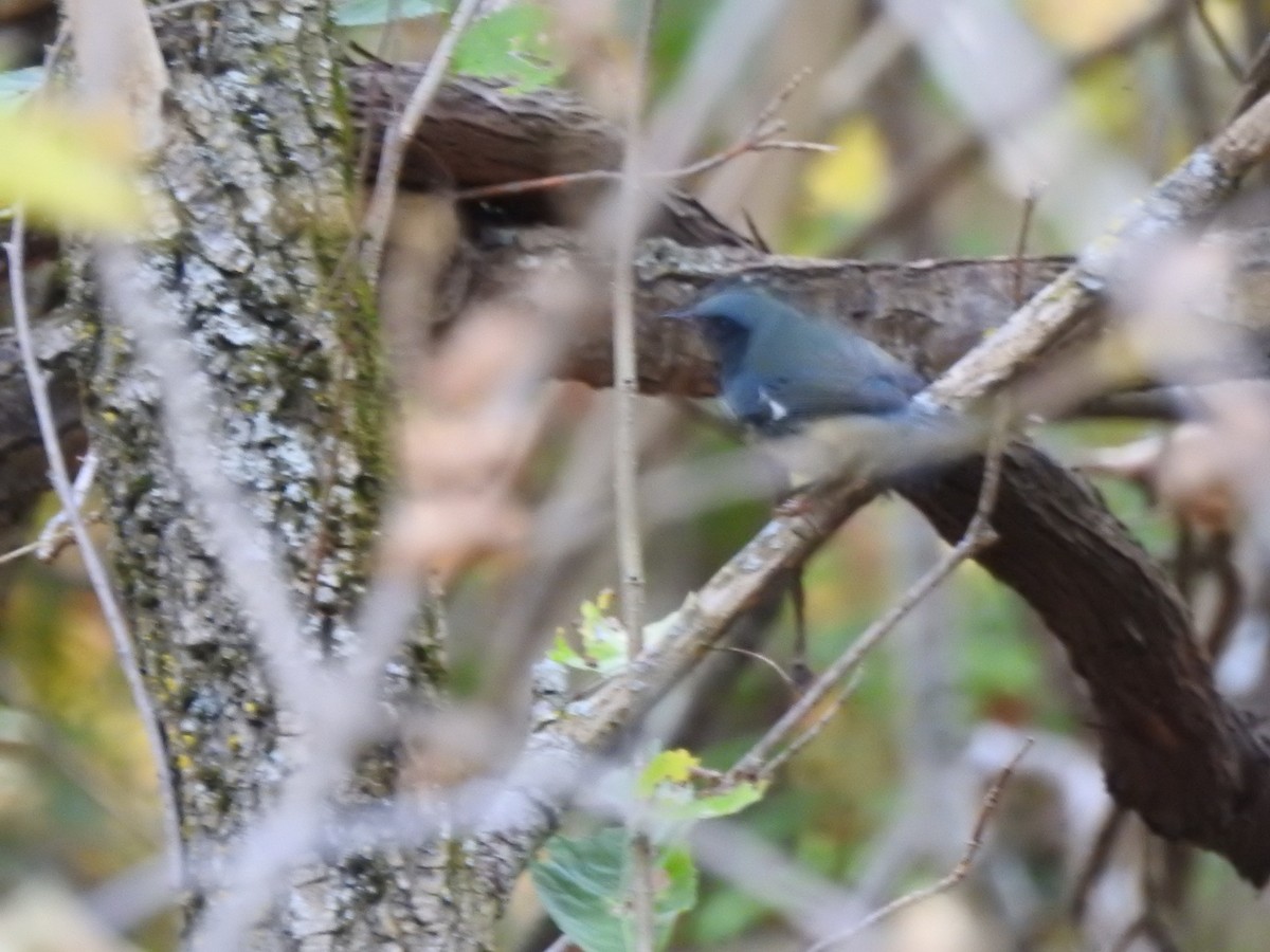 Black-throated Blue Warbler - Ella F