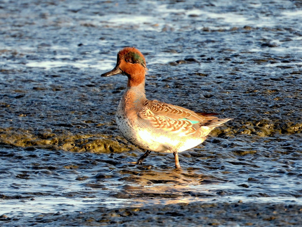 Green-winged Teal - ML272389481
