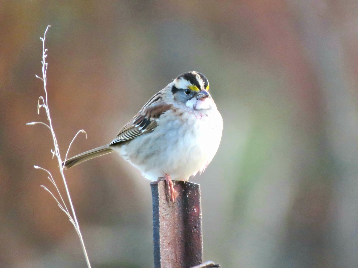 White-throated Sparrow - ML272390211