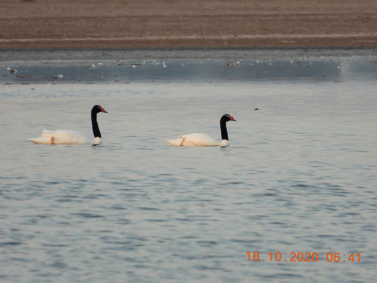 Black-necked Swan - ML272391071