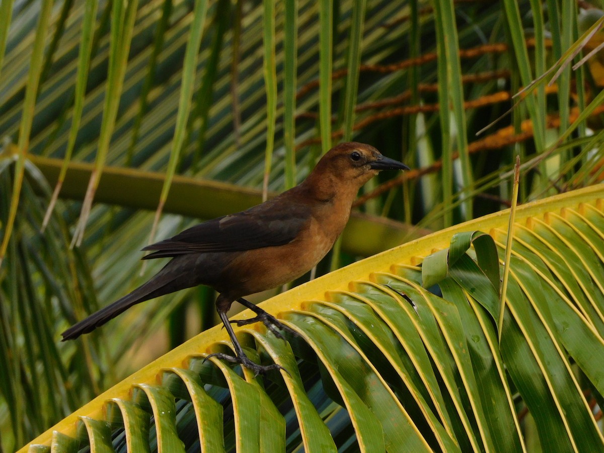 Boat-tailed Grackle - ML272395591