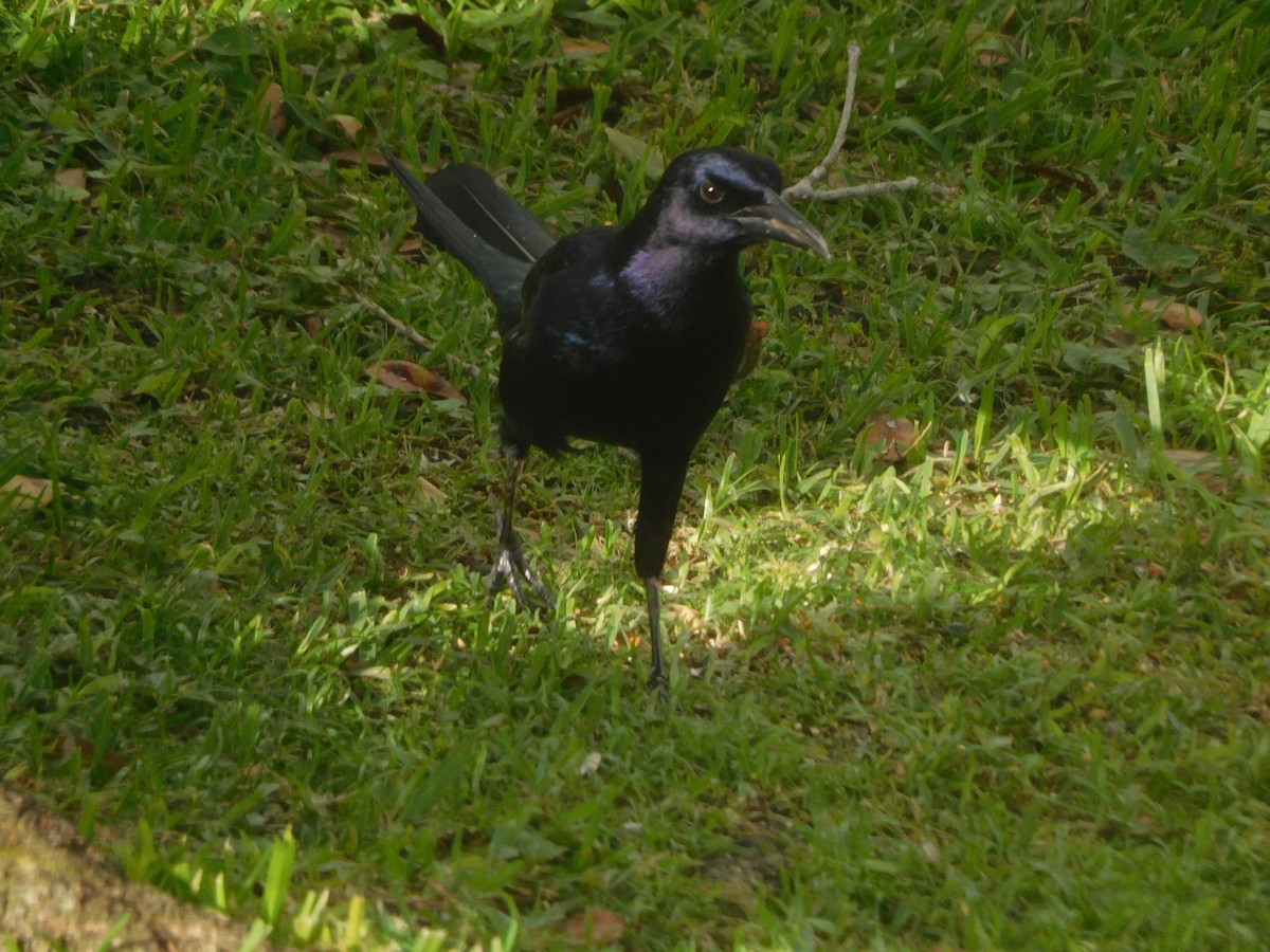 Boat-tailed Grackle - ML272395771