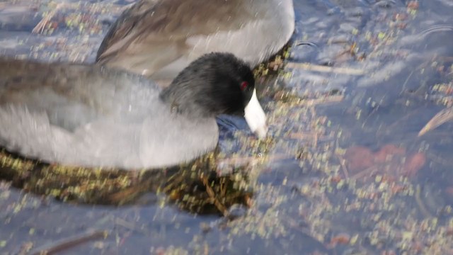 American Coot (Red-shielded) - ML272396521