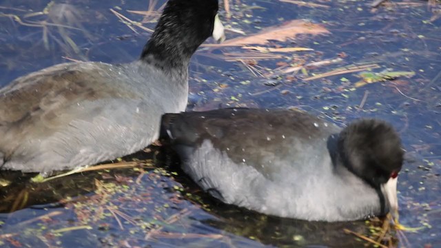 American Coot (Red-shielded) - ML272397101