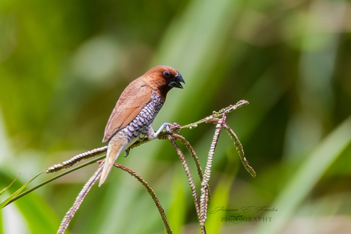 Scaly-breasted Munia - Jerome Foster