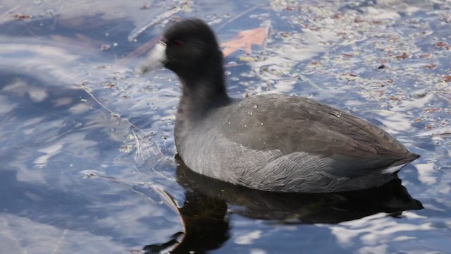 American Coot (Red-shielded) - ML272400211