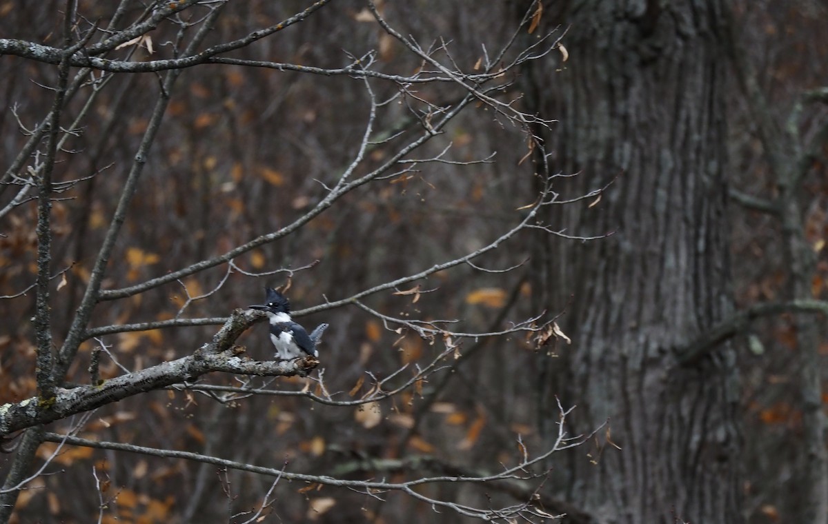 Belted Kingfisher - ML272412271