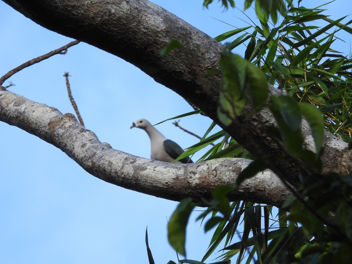 Pacific Imperial-Pigeon - ML272418681