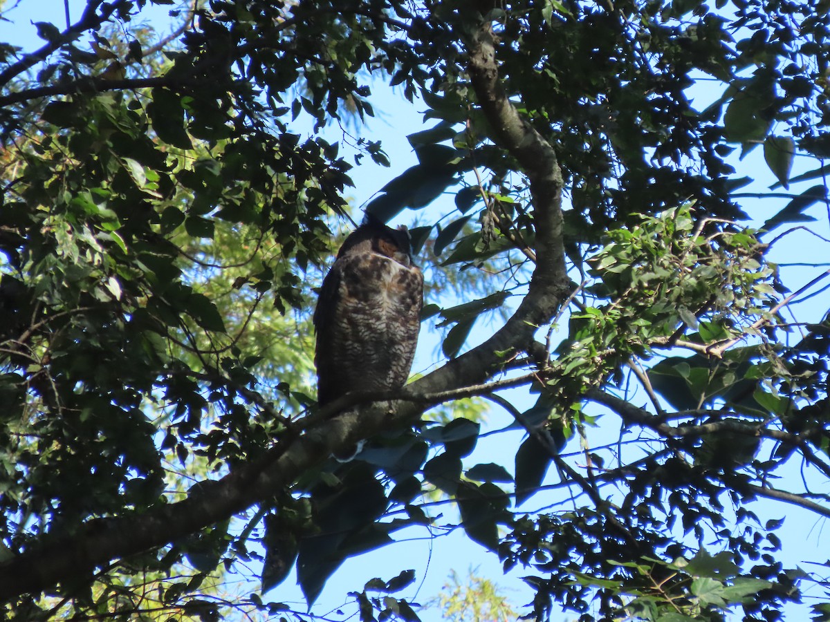 Great Horned Owl - ML272419501