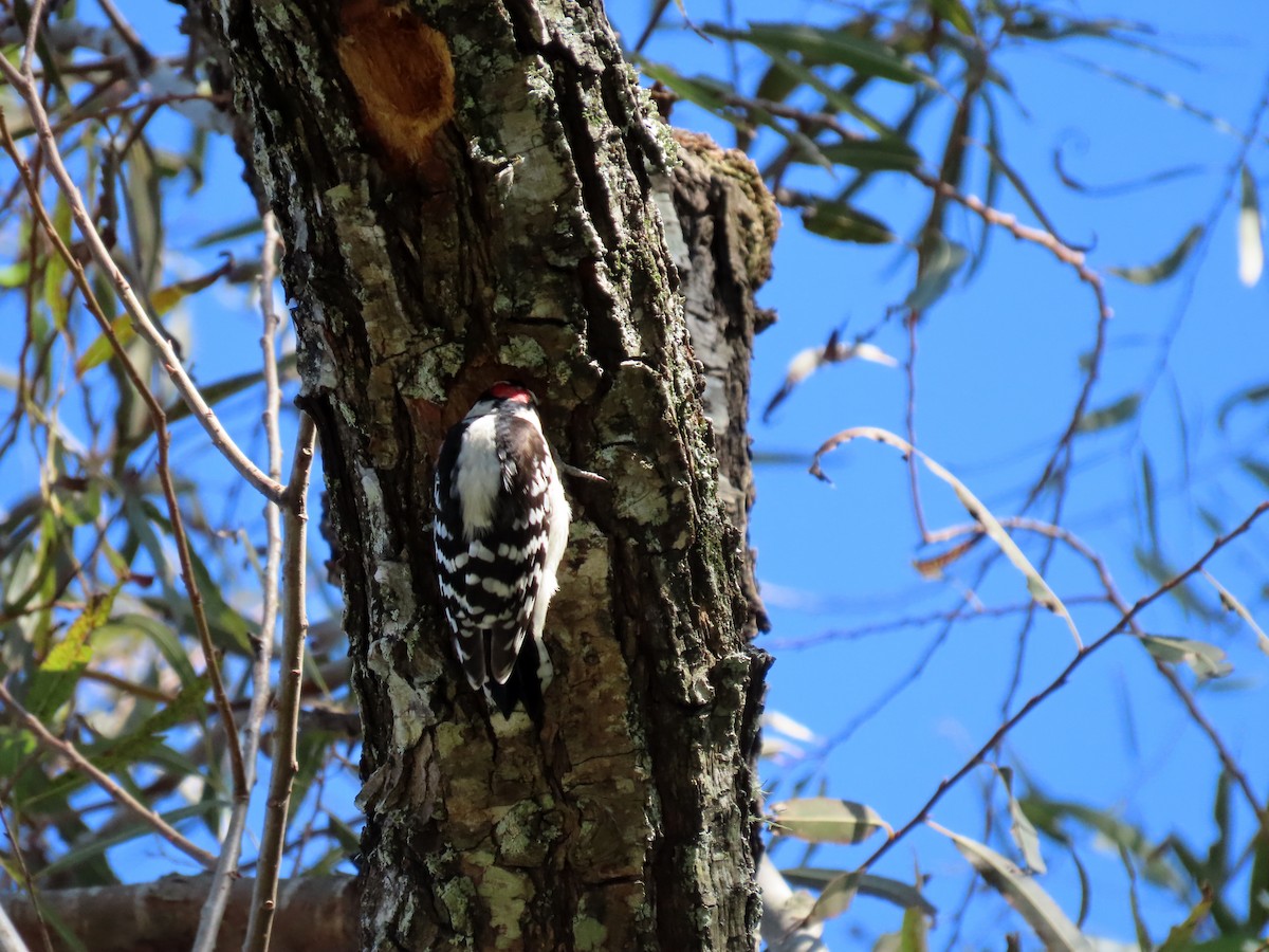 Downy Woodpecker - ML272419641