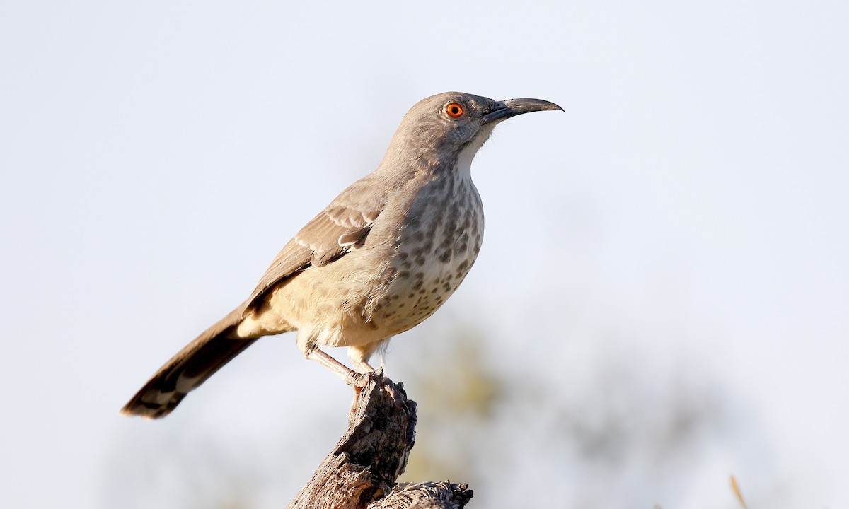Curve-billed Thrasher (curvirostre Group) - Aaron Boone