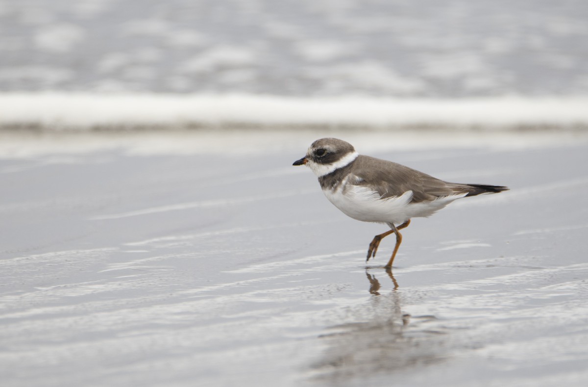 Semipalmated Plover - ML272423341