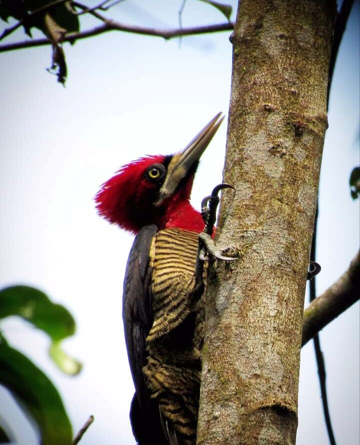 Robust Woodpecker - Diorgines Dias