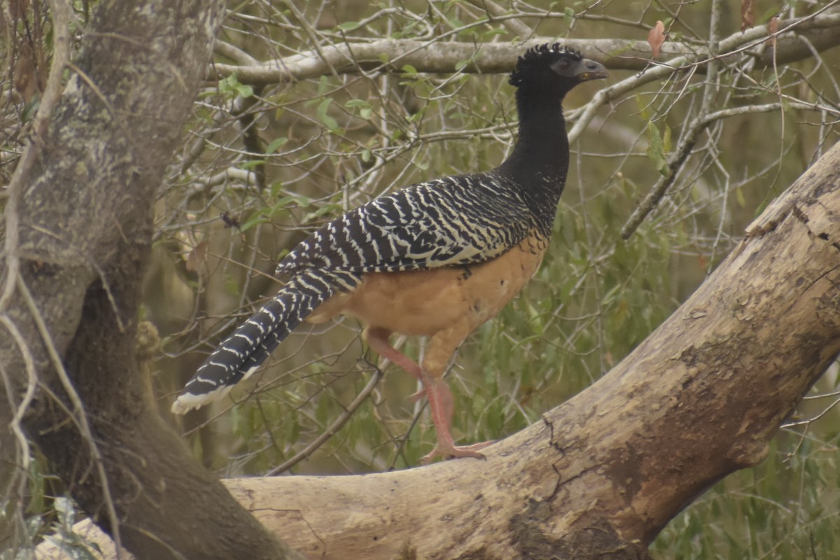 Bare-faced Curassow - ML272428721