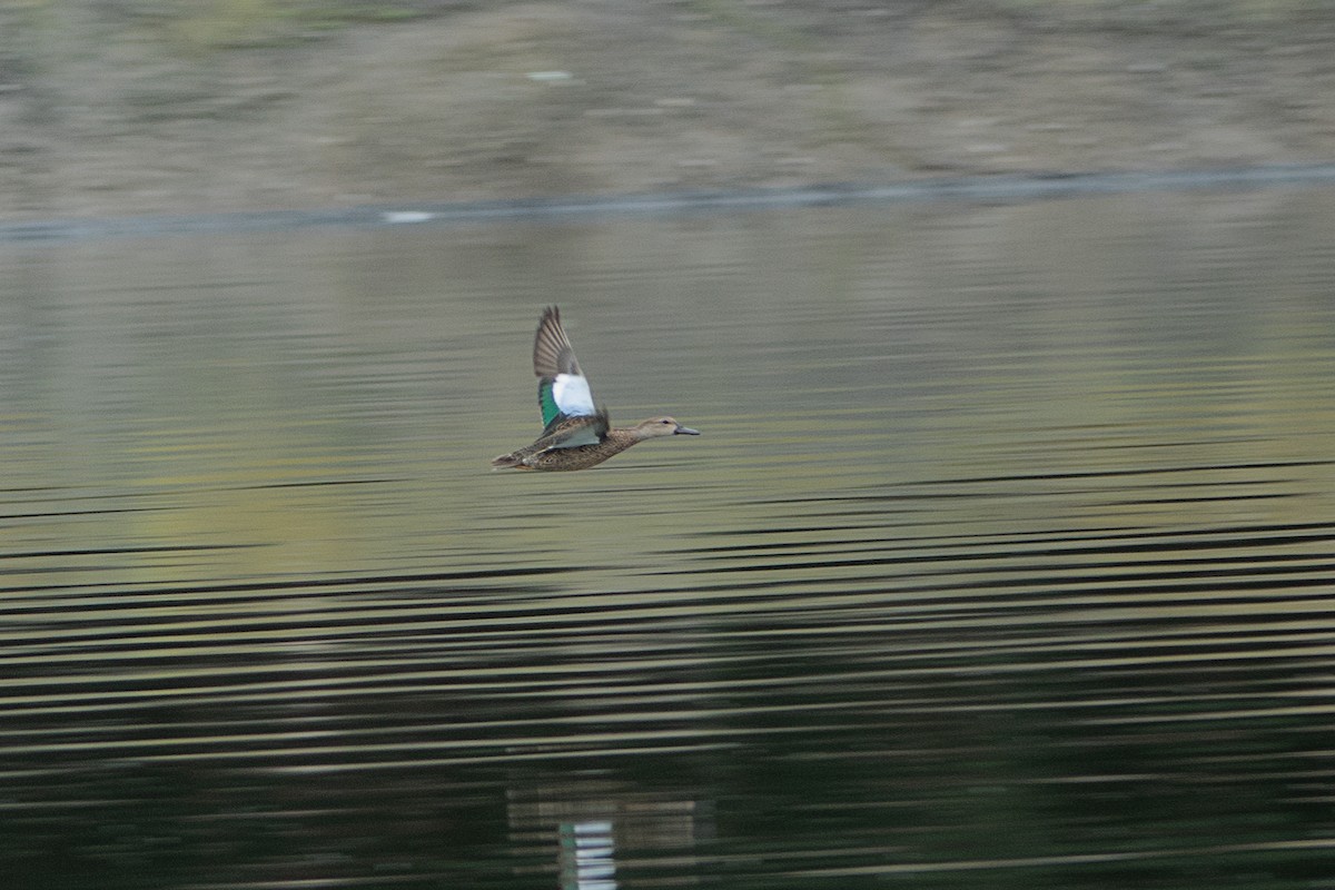 Blue-winged Teal - ML272432661