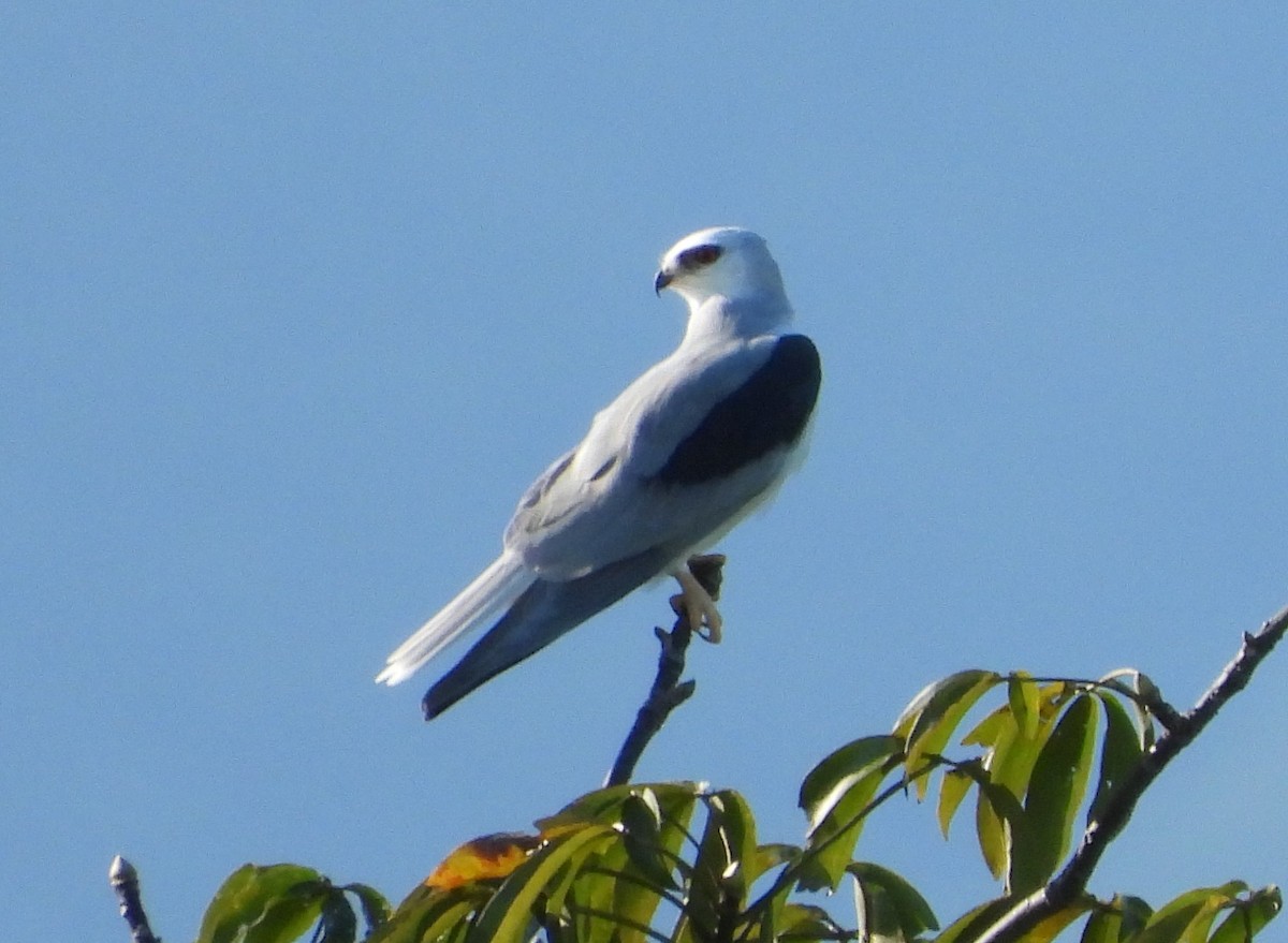White-tailed Kite - ML272432761