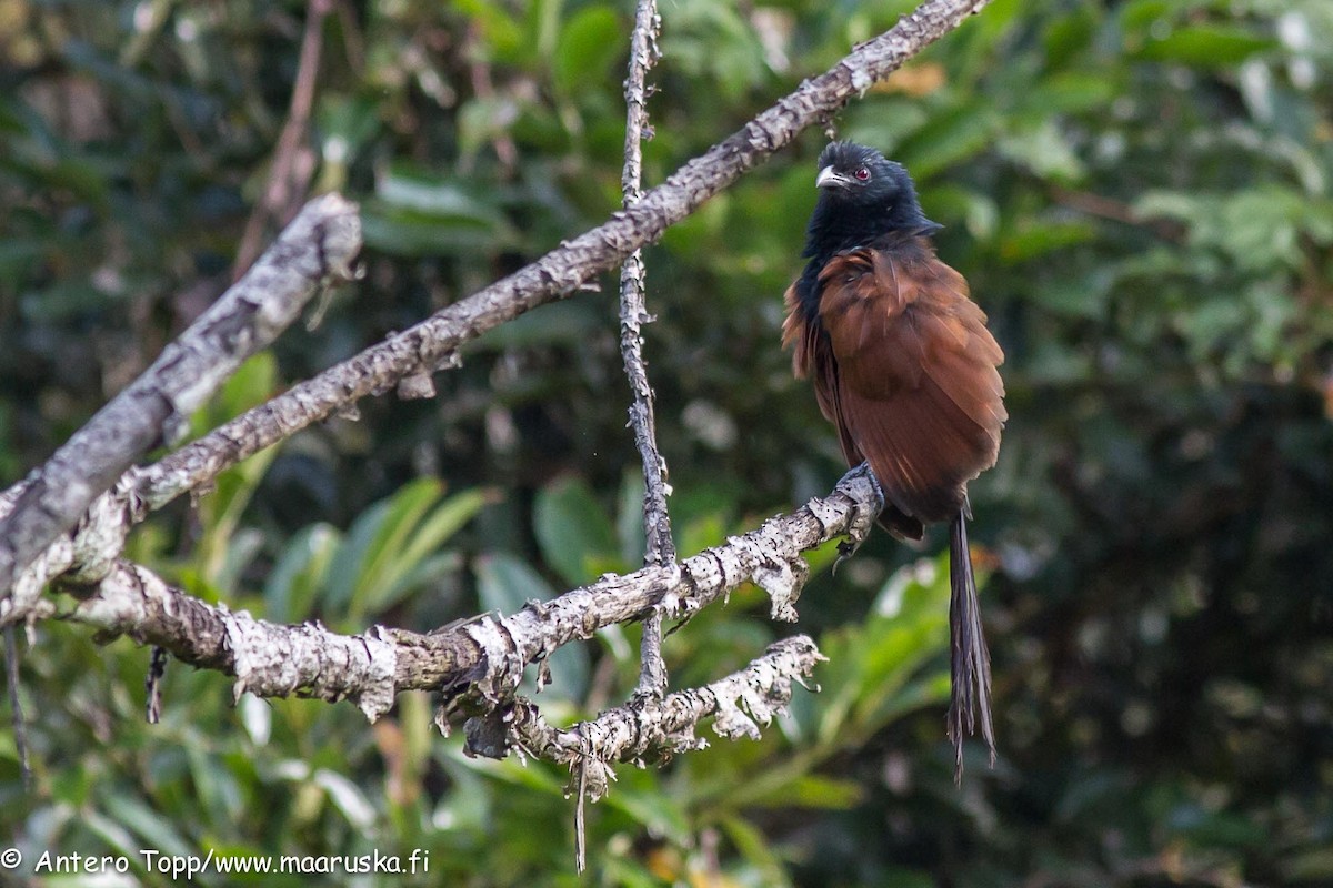Malagasy Coucal - ML27243361