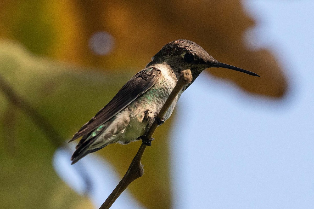 Anna's Hummingbird - Eric VanderWerf