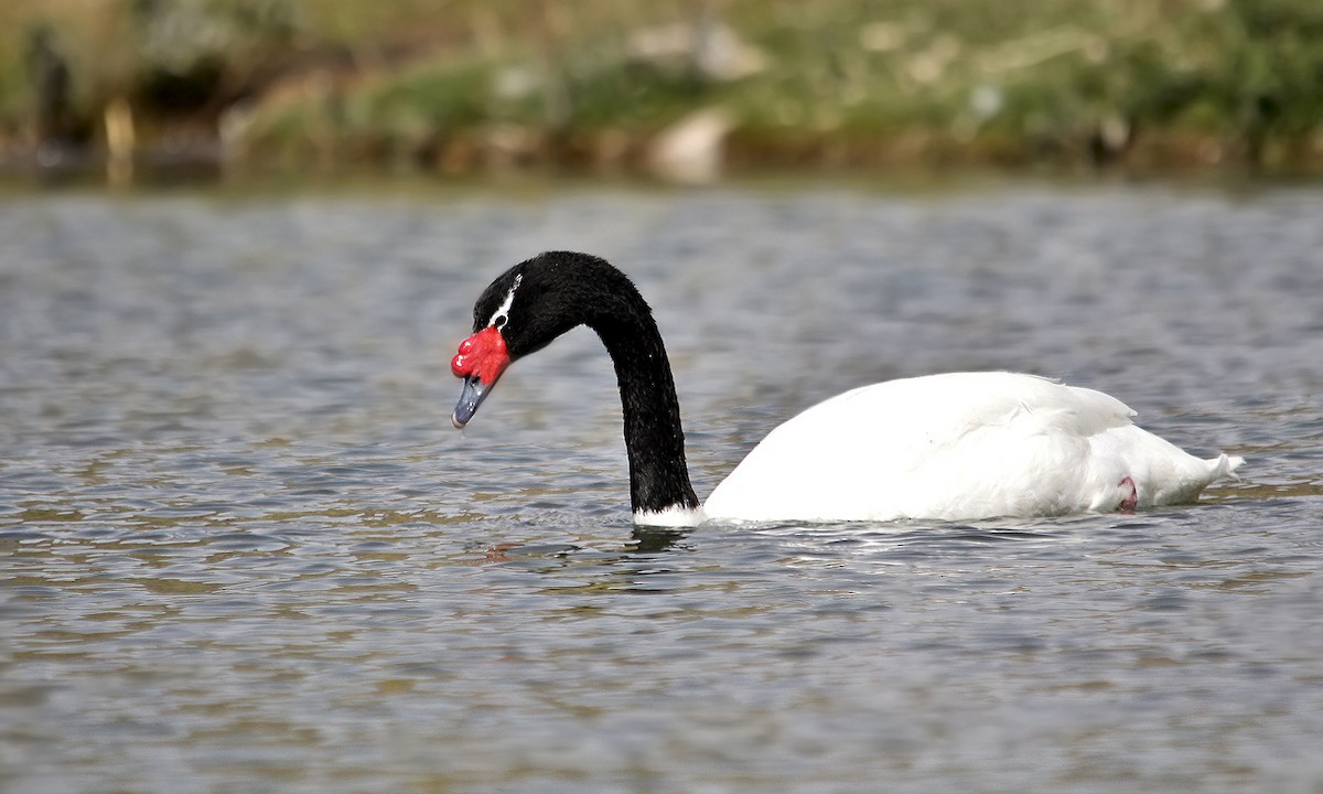 Black-necked Swan - Adrián Braidotti