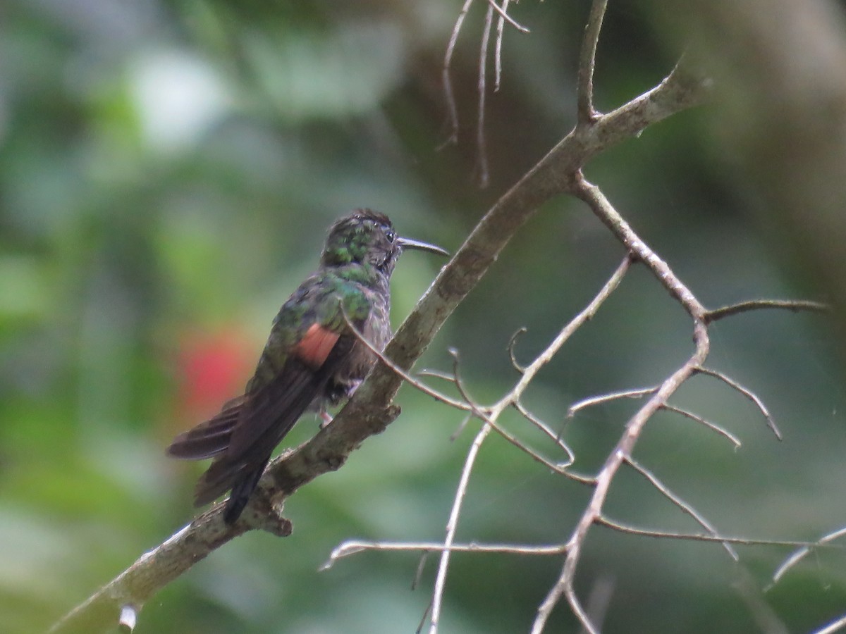 Stripe-tailed Hummingbird - ML272438181