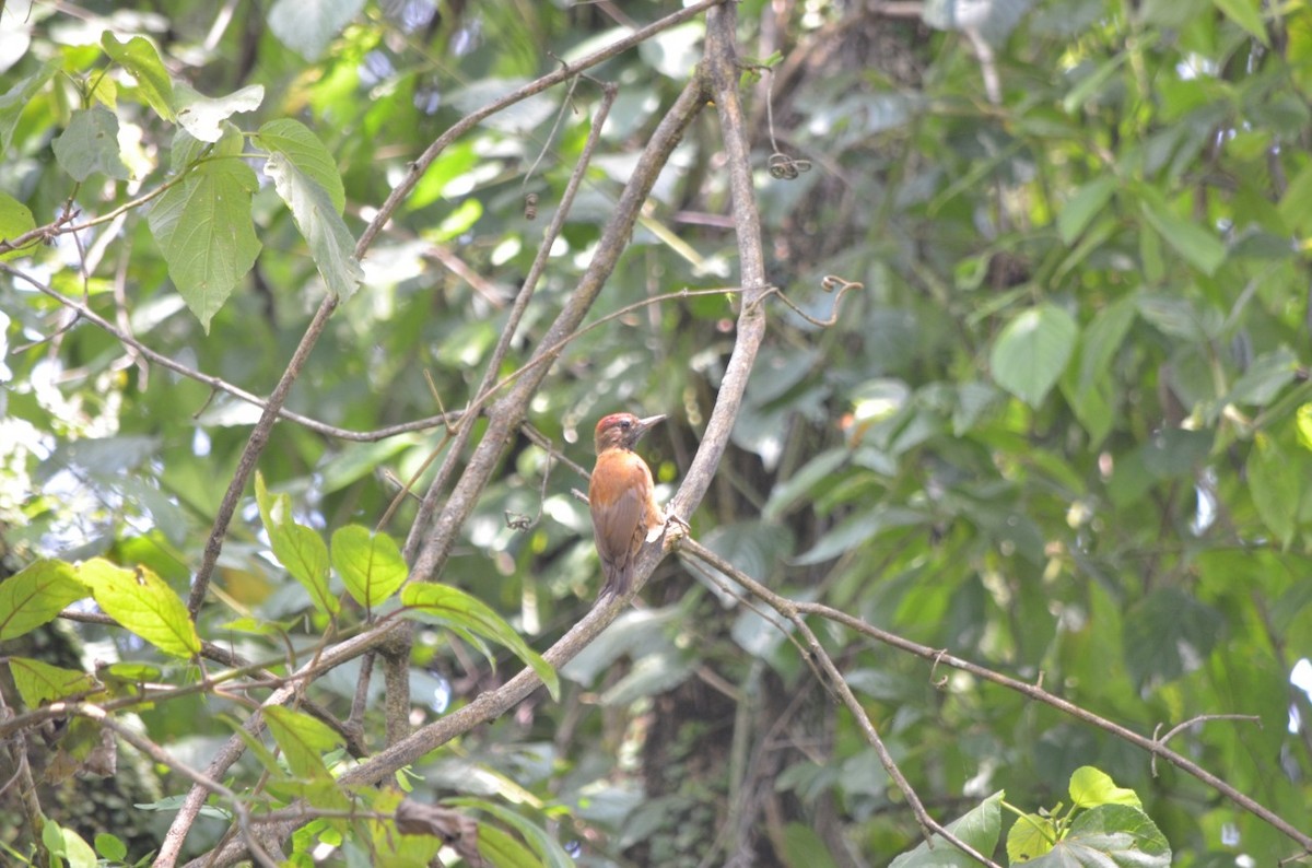 Smoky-brown Woodpecker - ML272441171