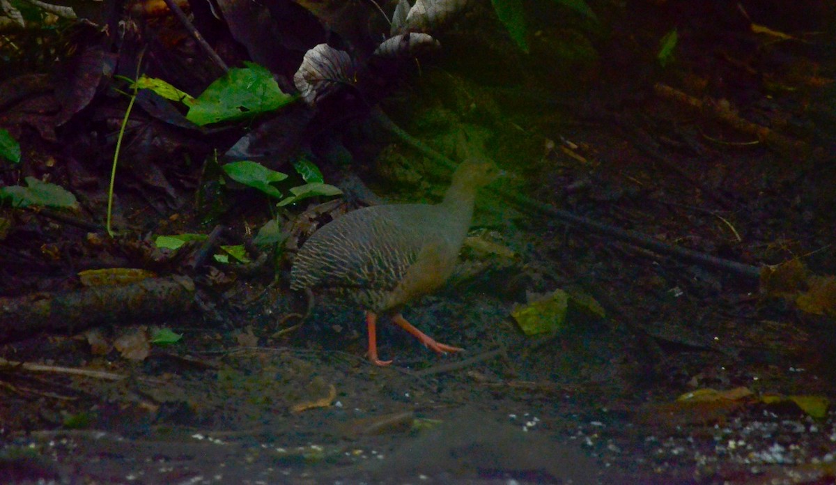 Thicket Tinamou - Alfredo  birding guide @tolgonzalezalfredo@yahoo.com WHATSAPP +502 31457601