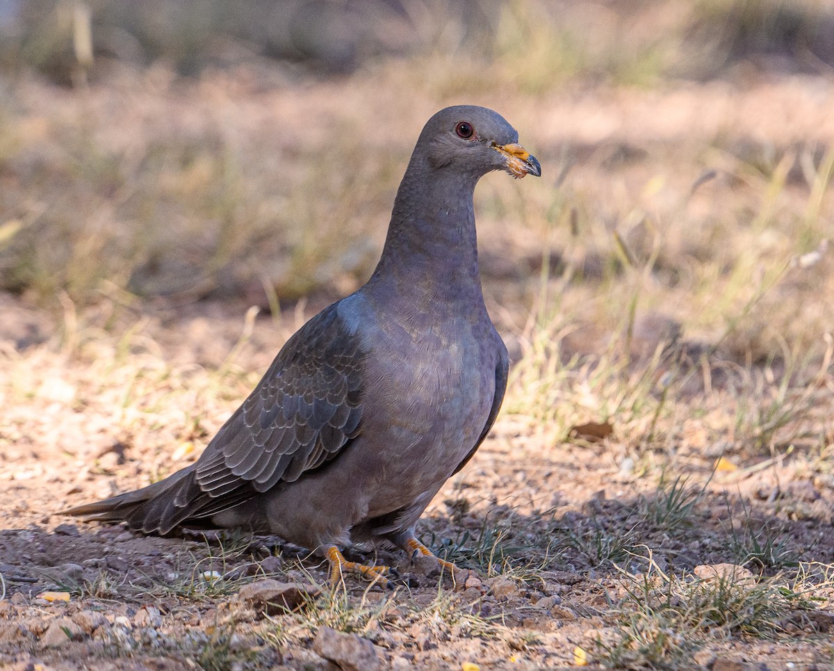 Band-tailed Pigeon - Cecilia Riley