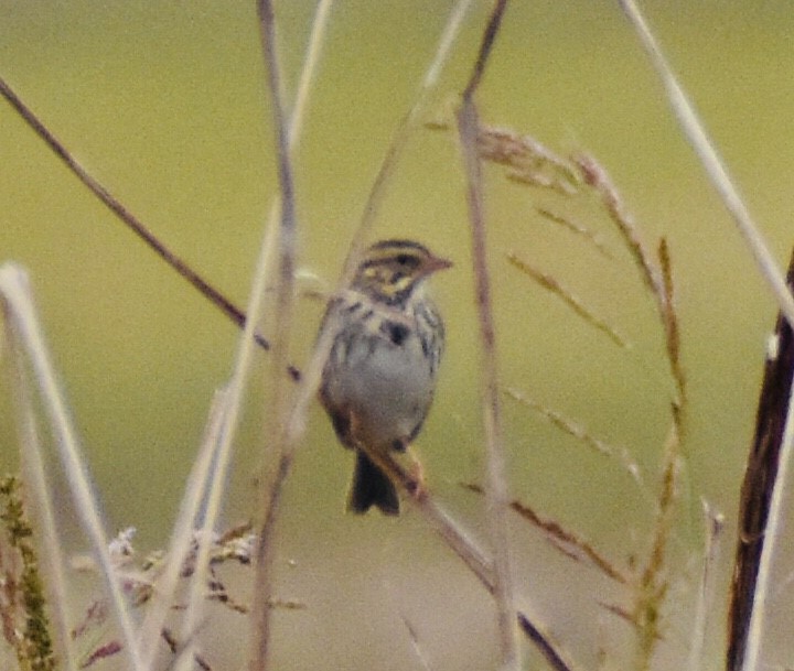 Savannah Sparrow - ML272449241