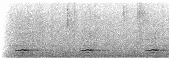 Tinamou de Bonaparte (frantzii) - ML272460