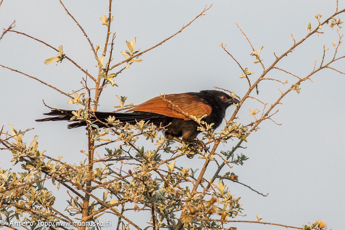 Coucal toulou - ML27246201