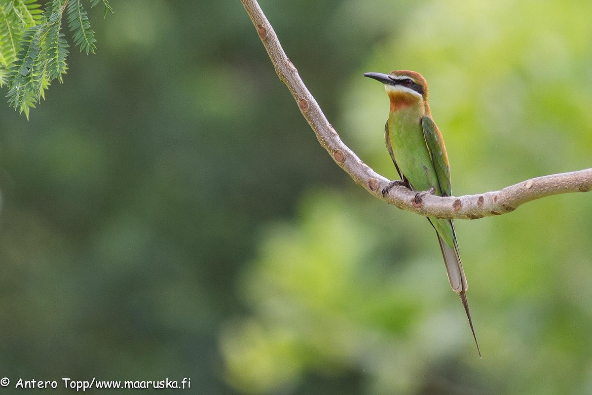 Madagascar Bee-eater - Antero Topp