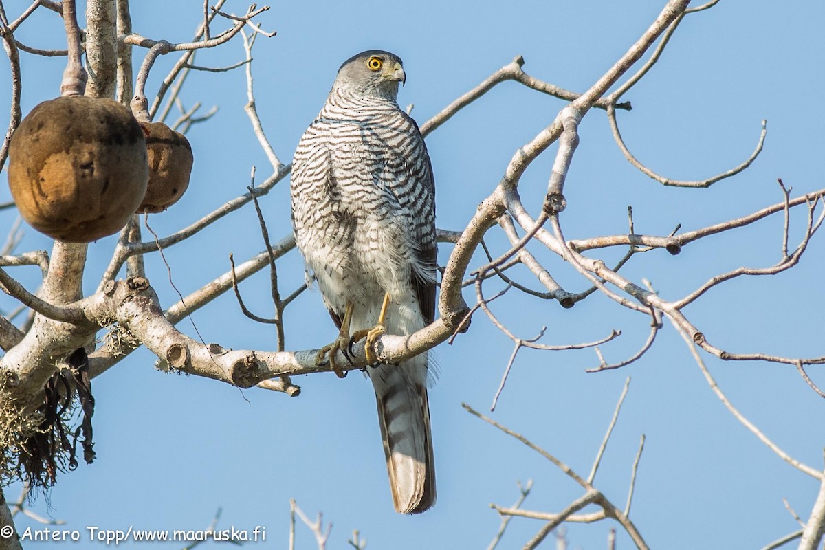 Madagascar Sparrowhawk - Antero Topp