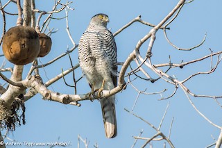  - Madagascar Sparrowhawk